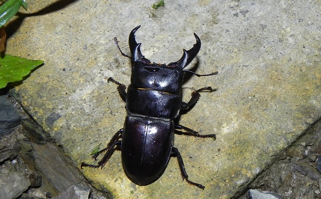 «ö¦¹¦b·sµøµ¡ÂsÄý¹Ï¤ù