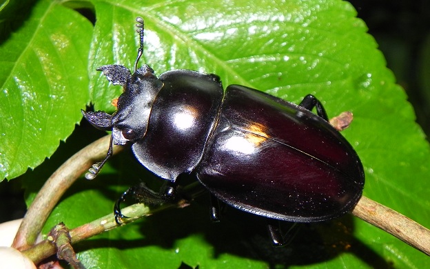 «ö¦¹¦b·sµøµ¡ÂsÄý¹Ï¤ù