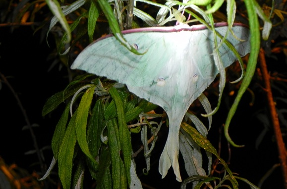 «ö¦¹¦b·sµøµ¡ÂsÄý¹Ï¤ù