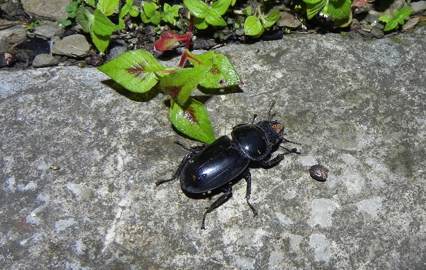 «ö¦¹¦b·sµøµ¡ÂsÄý¹Ï¤ù