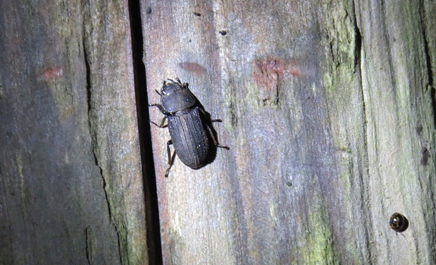 «ö¦¹¦b·sµøµ¡ÂsÄý¹Ï¤ù