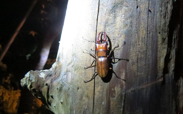 «ö¦¹¦b·sµøµ¡ÂsÄý¹Ï¤ù