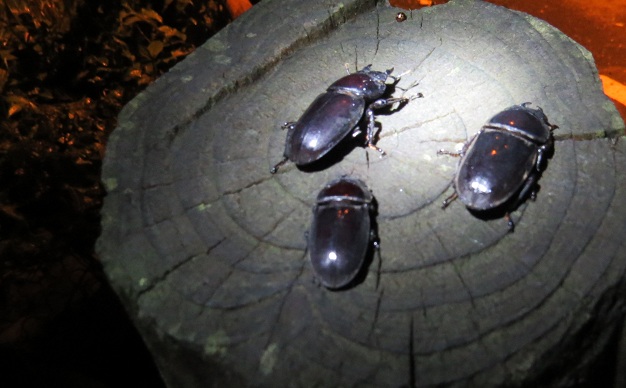 «ö¦¹¦b·sµøµ¡ÂsÄý¹Ï¤ù