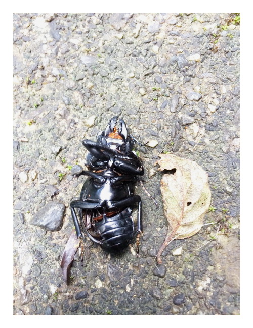 «ö¦¹¦b·sµøµ¡ÂsÄý¹Ï¤ù