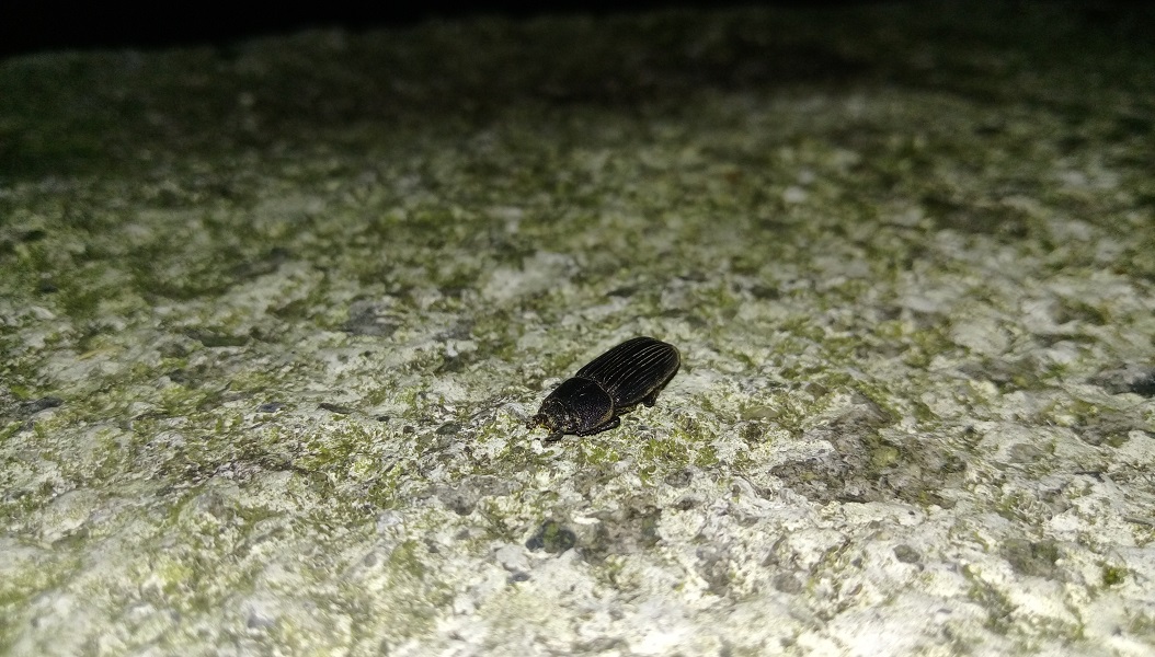 «ö¦¹¦b·sµøµ¡ÂsÄý¹Ï¤ù