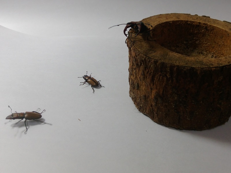 «ö¦¹¦b·sµøµ¡ÂsÄý¹Ï¤ù