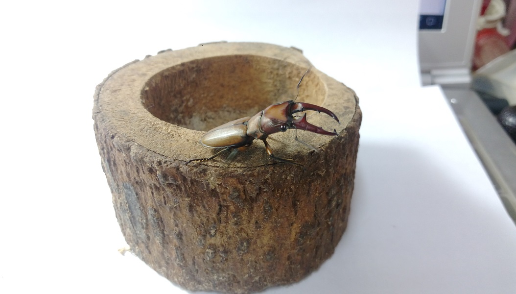 «ö¦¹¦b·sµøµ¡ÂsÄý¹Ï¤ù