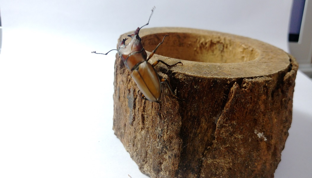 «ö¦¹¦b·sµøµ¡ÂsÄý¹Ï¤ù