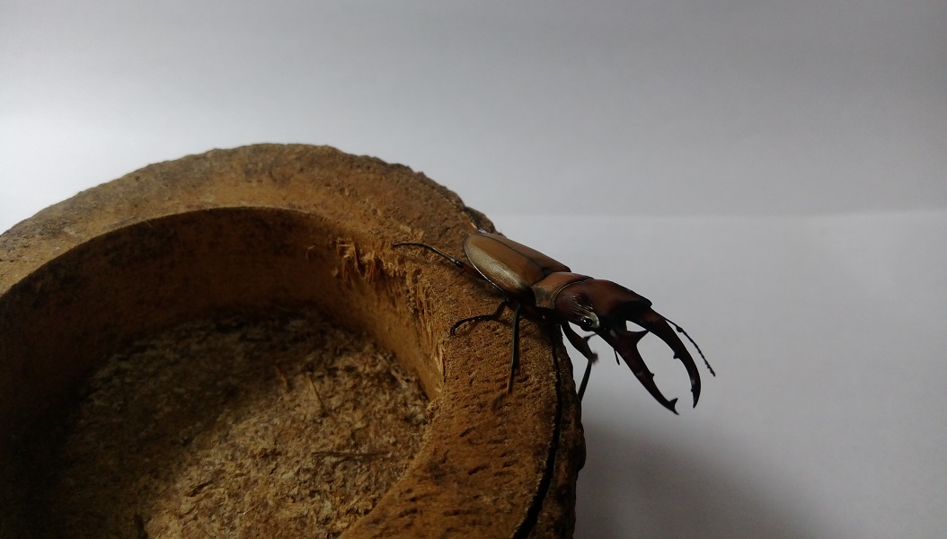 «ö¦¹¦b·sµøµ¡ÂsÄý¹Ï¤ù