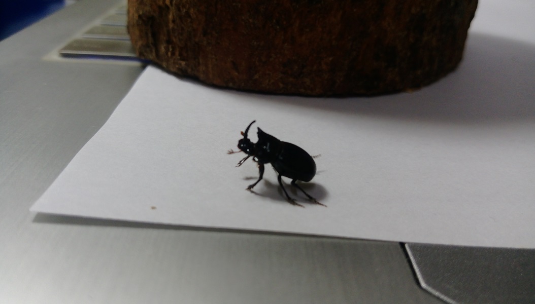 «ö¦¹¦b·sµøµ¡ÂsÄý¹Ï¤ù