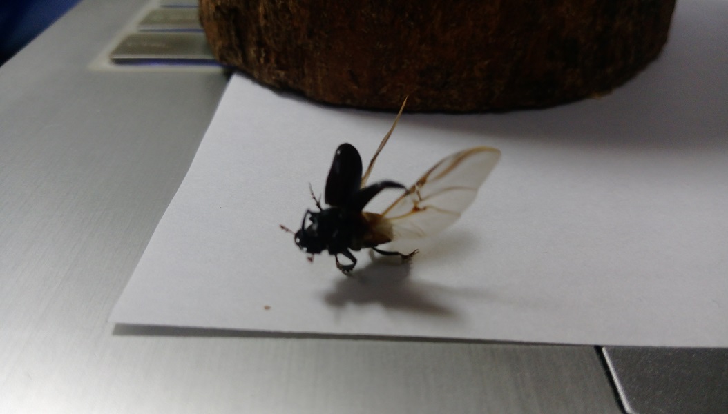 «ö¦¹¦b·sµøµ¡ÂsÄý¹Ï¤ù