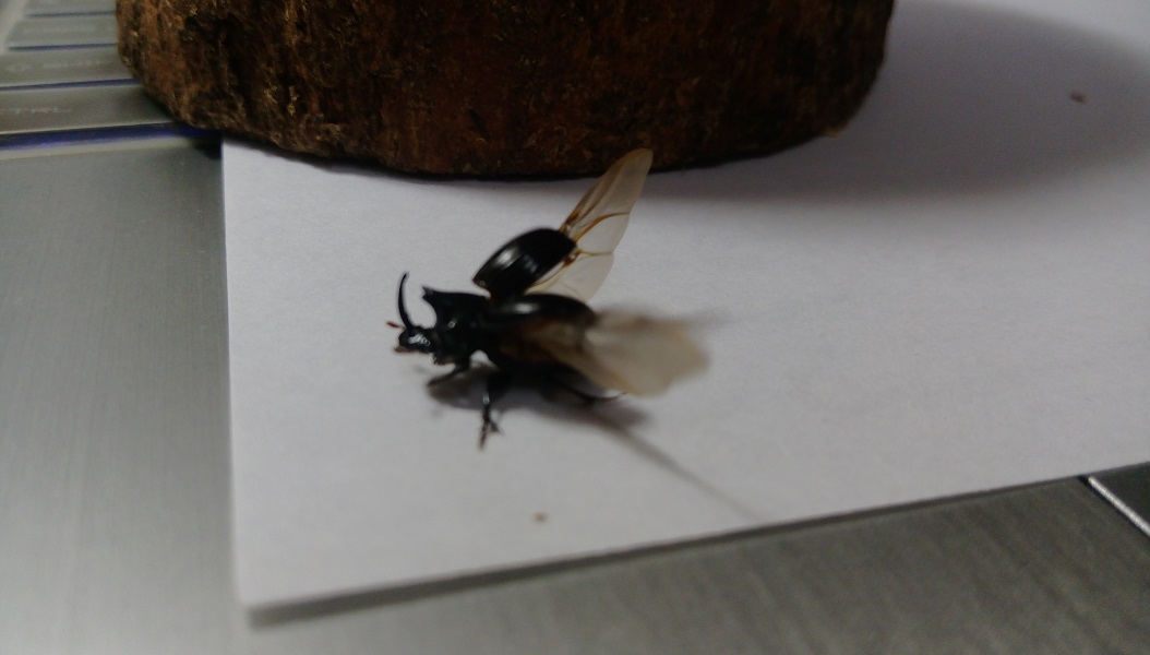 «ö¦¹¦b·sµøµ¡ÂsÄý¹Ï¤ù