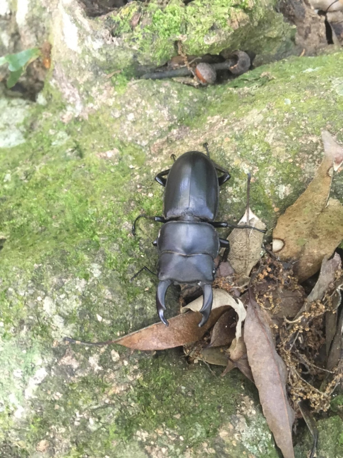 «ö¦¹¦b·sµøµ¡ÂsÄý¹Ï¤ù