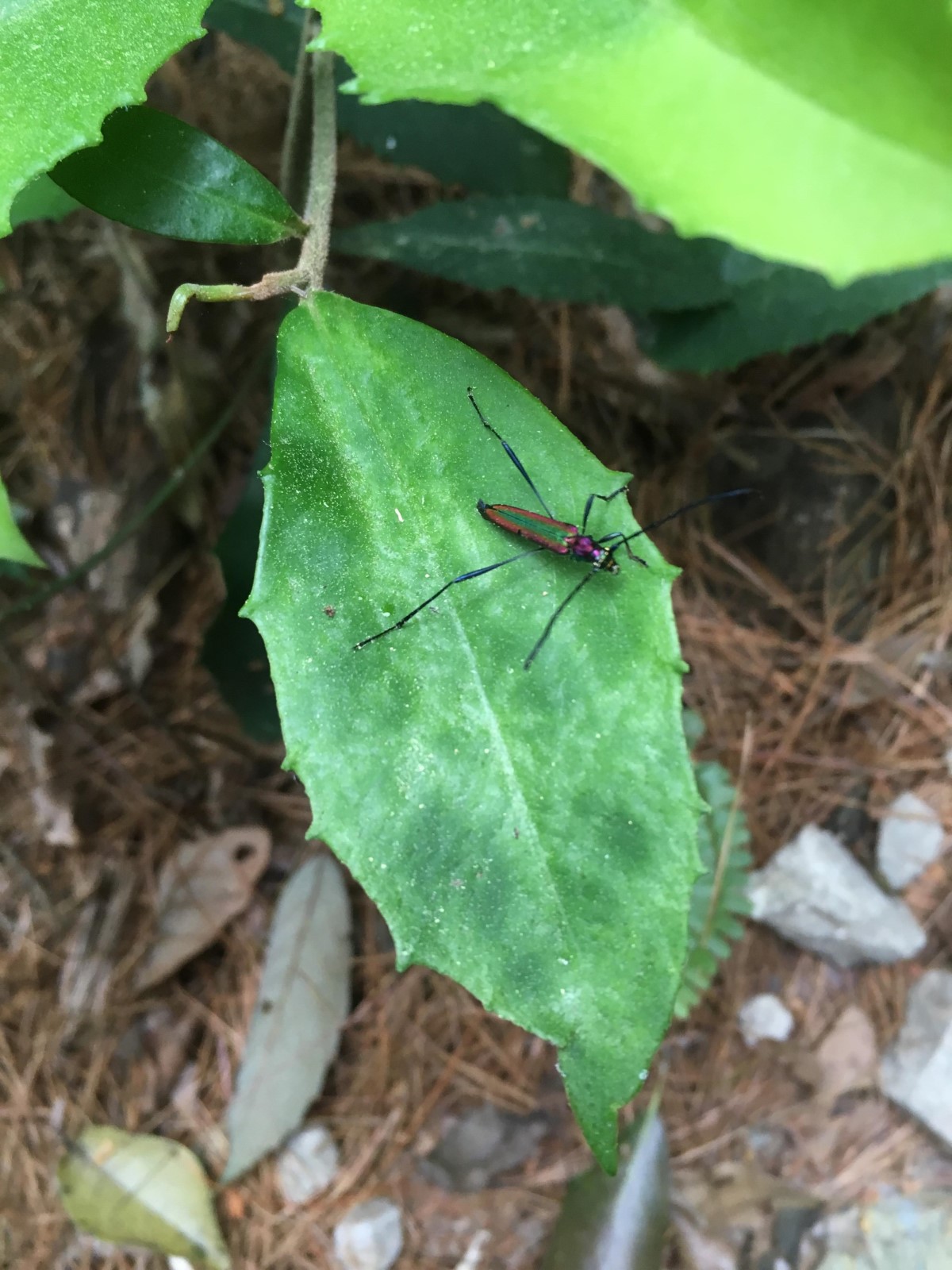 «ö¦¹¦b·sµøµ¡ÂsÄý¹Ï¤ù