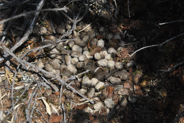 «ö¦¹¦b·sµøµ¡ÂsÄý¹Ï¤ù