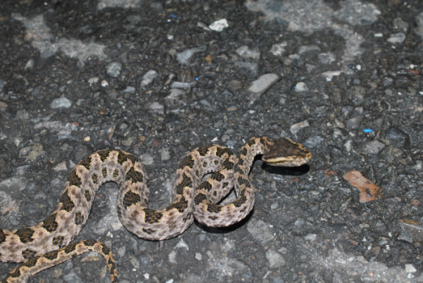 «ö¦¹¦b·sµøµ¡ÂsÄý¹Ï¤ù