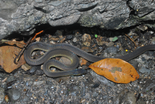 «ö¦¹¦b·sµøµ¡ÂsÄý¹Ï¤ù