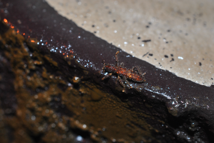 «ö¦¹¦b·sµøµ¡ÂsÄý¹Ï¤ù