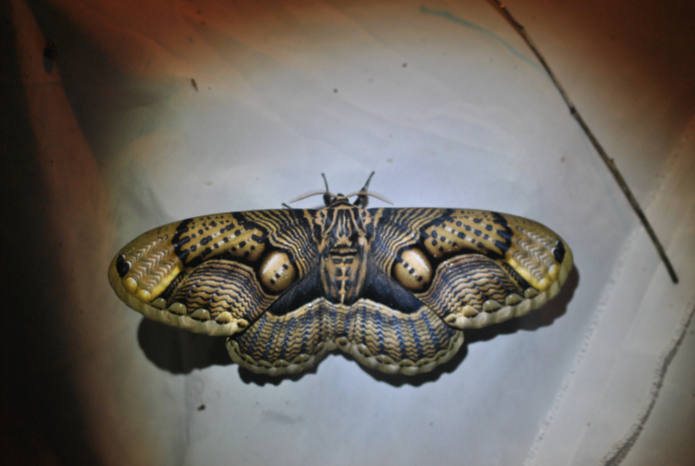 «ö¦¹¦b·sµøµ¡ÂsÄý¹Ï¤ù