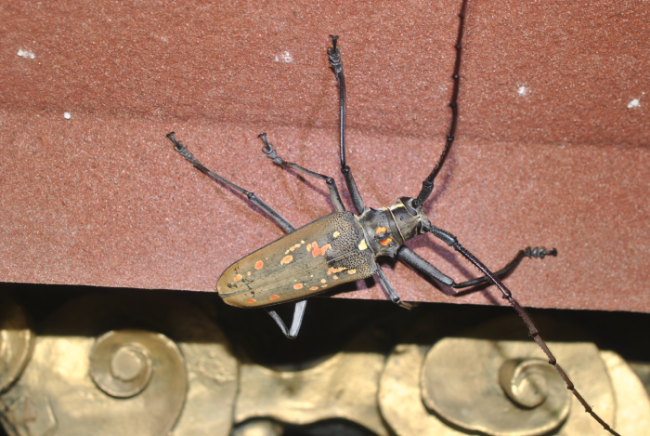 «ö¦¹¦b·sµøµ¡ÂsÄý¹Ï¤ù