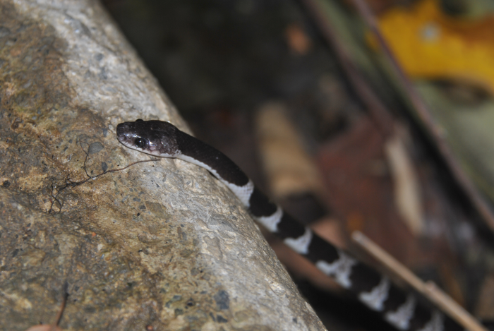 «ö¦¹¦b·sµøµ¡ÂsÄý¹Ï¤ù