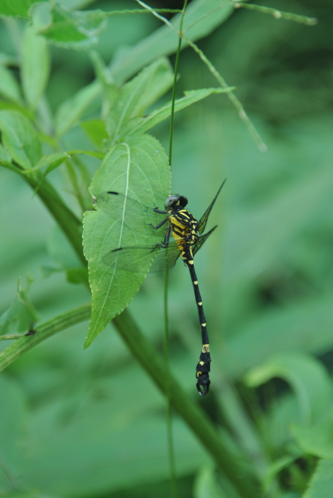 «ö¦¹¦b·sµøµ¡ÂsÄý¹Ï¤ù