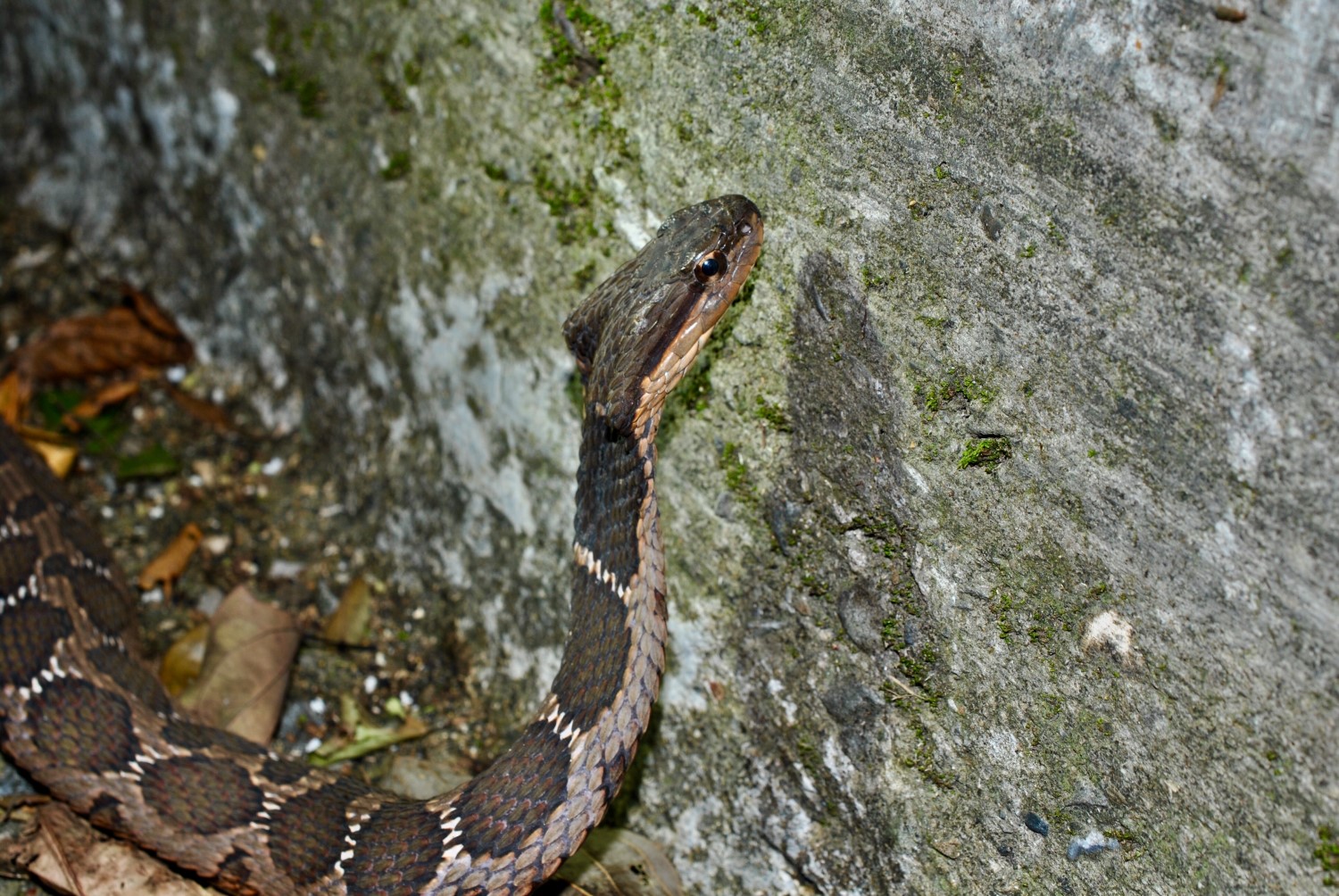 «ö¦¹¦b·sµøµ¡ÂsÄý¹Ï¤ù