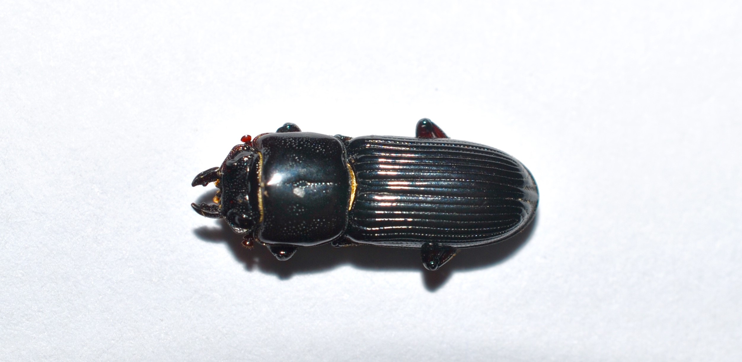 «ö¦¹¦b·sµøµ¡ÂsÄý¹Ï¤ù