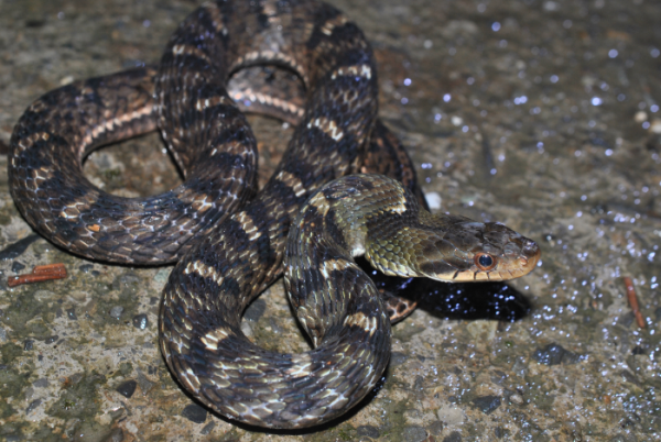 «ö¦¹¦b·sµøµ¡ÂsÄý¹Ï¤ù