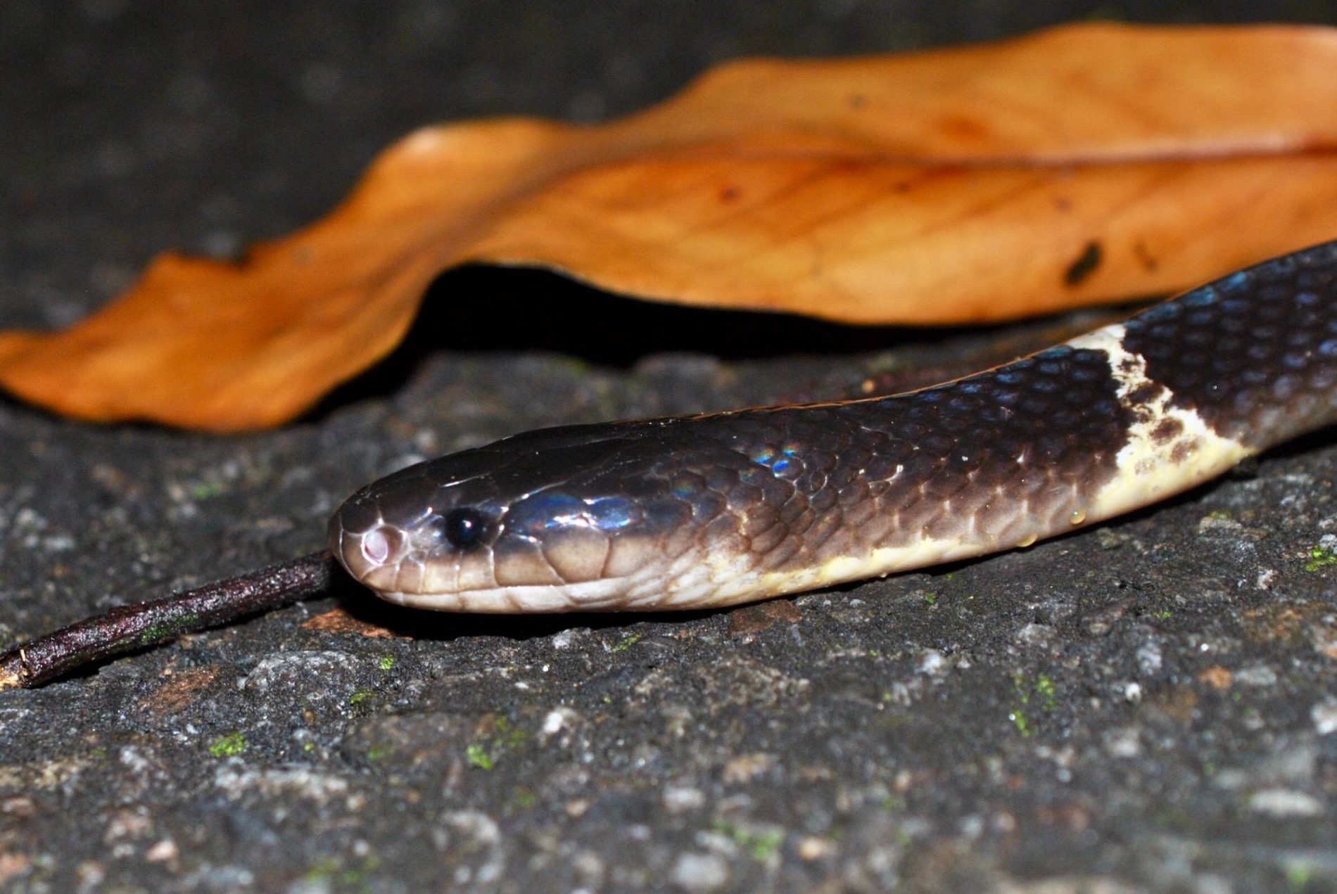 «ö¦¹¦b·sµøµ¡ÂsÄý¹Ï¤ù