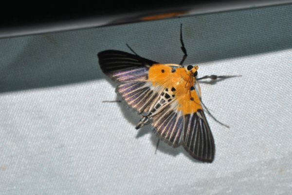 «ö¦¹¦b·sµøµ¡ÂsÄý¹Ï¤ù