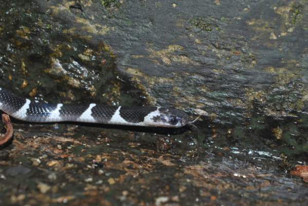 «ö¦¹¦b·sµøµ¡ÂsÄý¹Ï¤ù