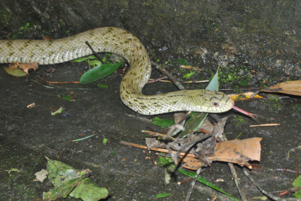 «ö¦¹¦b·sµøµ¡ÂsÄý¹Ï¤ù