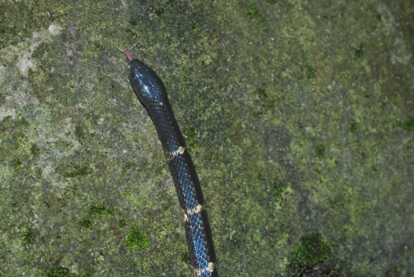 «ö¦¹¦b·sµøµ¡ÂsÄý¹Ï¤ù