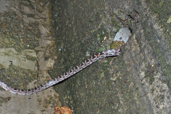 «ö¦¹¦b·sµøµ¡ÂsÄý¹Ï¤ù