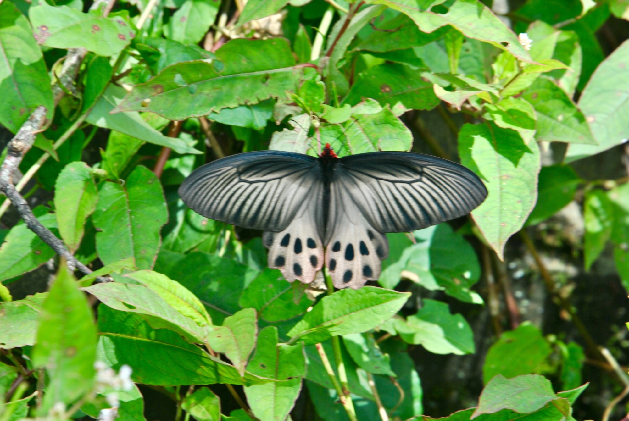 «ö¦¹¦b·sµøµ¡ÂsÄý¹Ï¤ù