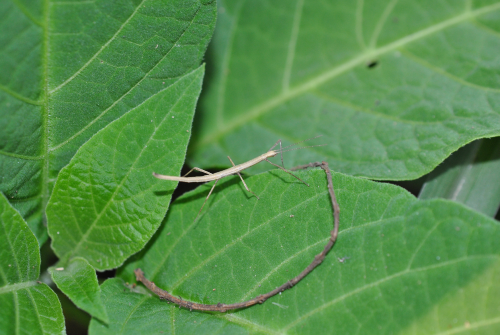 «ö¦¹¦b·sµøµ¡ÂsÄý¹Ï¤ù