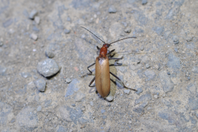 «ö¦¹¦b·sµøµ¡ÂsÄý¹Ï¤ù