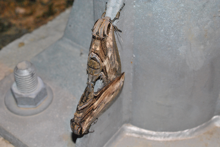 «ö¦¹¦b·sµøµ¡ÂsÄý¹Ï¤ù