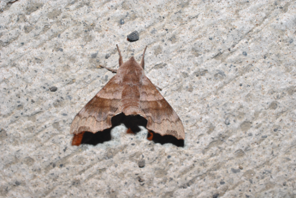 «ö¦¹¦b·sµøµ¡ÂsÄý¹Ï¤ù