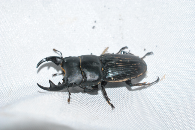 «ö¦¹¦b·sµøµ¡ÂsÄý¹Ï¤ù