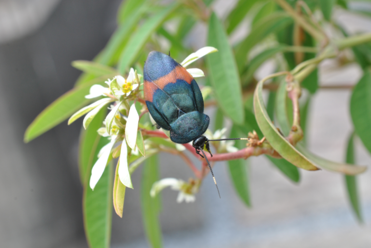 «ö¦¹¦b·sµøµ¡ÂsÄý¹Ï¤ù