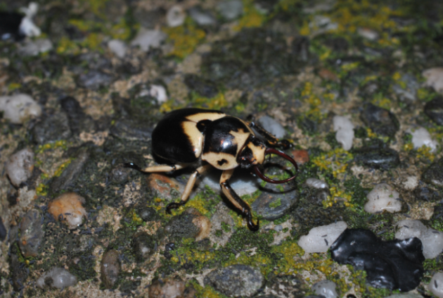 «ö¦¹¦b·sµøµ¡ÂsÄý¹Ï¤ù