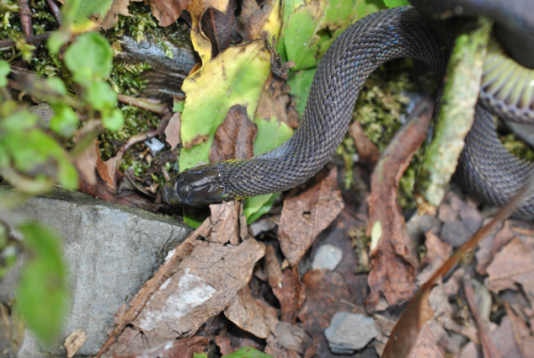 «ö¦¹¦b·sµøµ¡ÂsÄý¹Ï¤ù