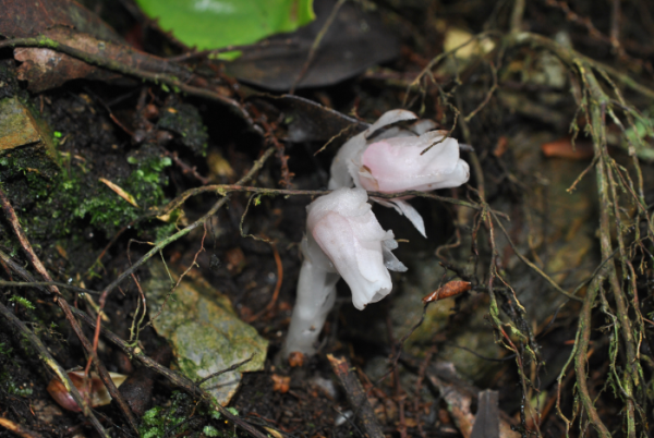 «ö¦¹¦b·sµøµ¡ÂsÄý¹Ï¤ù