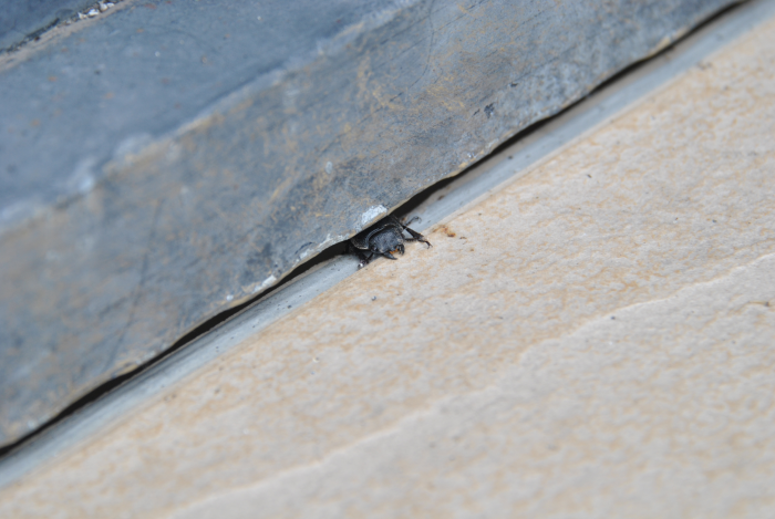 «ö¦¹¦b·sµøµ¡ÂsÄý¹Ï¤ù