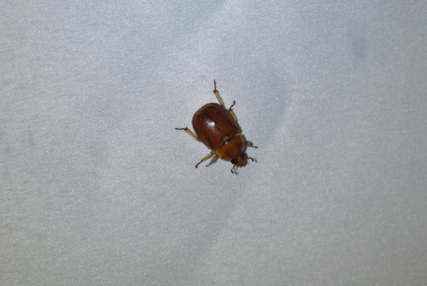 «ö¦¹¦b·sµøµ¡ÂsÄý¹Ï¤ù