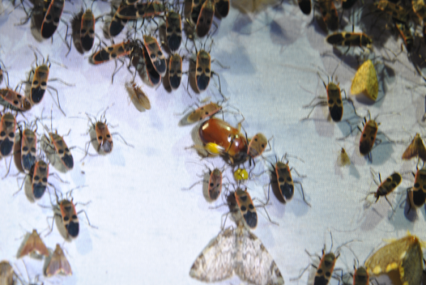 «ö¦¹¦b·sµøµ¡ÂsÄý¹Ï¤ù