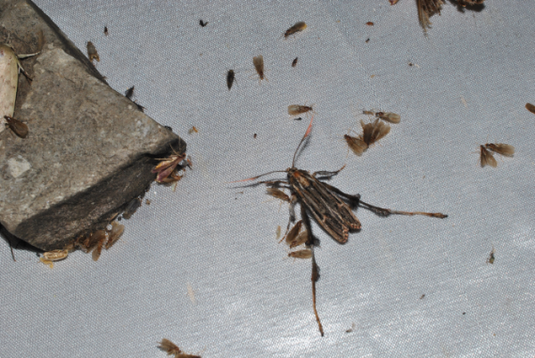 «ö¦¹¦b·sµøµ¡ÂsÄý¹Ï¤ù