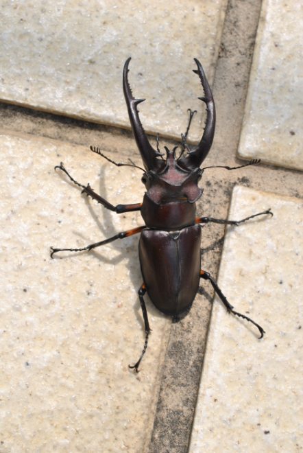 «ö¦¹¦b·sµøµ¡ÂsÄý¹Ï¤ù